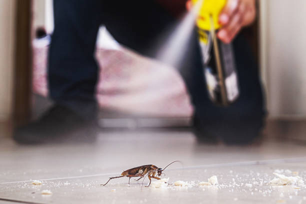 Best Local Pest Control Services  in Broken Bow, NE