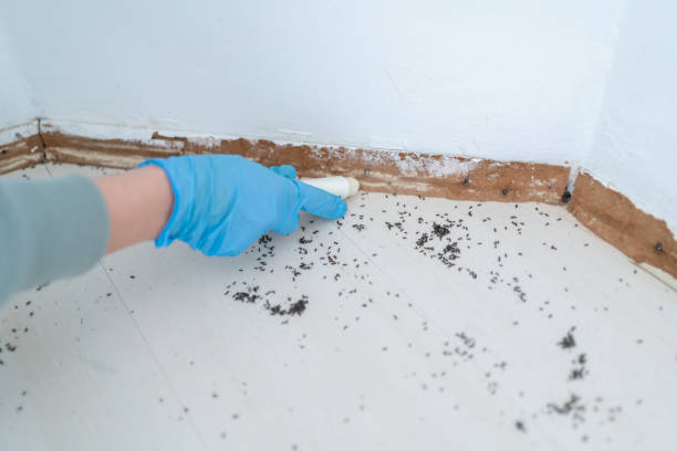 Best Termite Control Services  in Broken Bow, NE